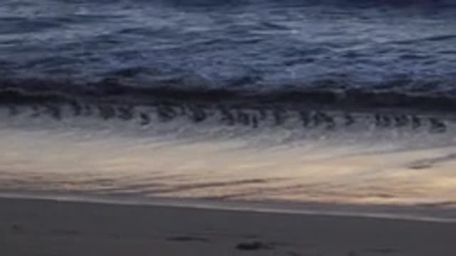 HUNTINGTON BEACH CALIFORNIA-2020: Sandpipers Running As The Ocean Surf Comes