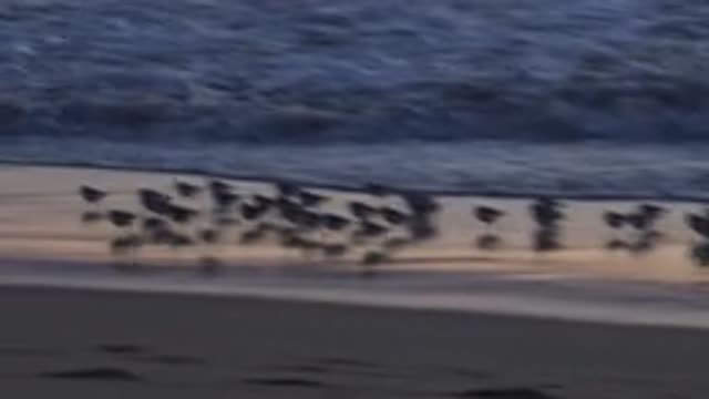 HUNTINGTON BEACH CALIFORNIA-2020: Birds Scurry Across The Beach During Sunset