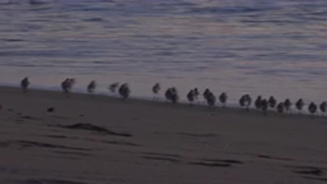 HUNTINGTON BEACH CALIFORNIA-2020: Flock Of Birds On Shore Walking In Unison Into