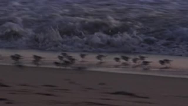 HUNTINGTON BEACH CALIFORNIA-2020: Large Group Of Birds On Beach Run Away From