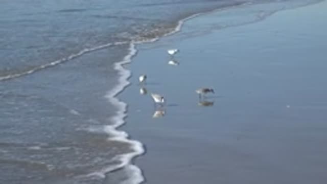 HUNTINGTON BEACH CALIFORNIA-2020: Birds Scurrying For Food On A Shore While A