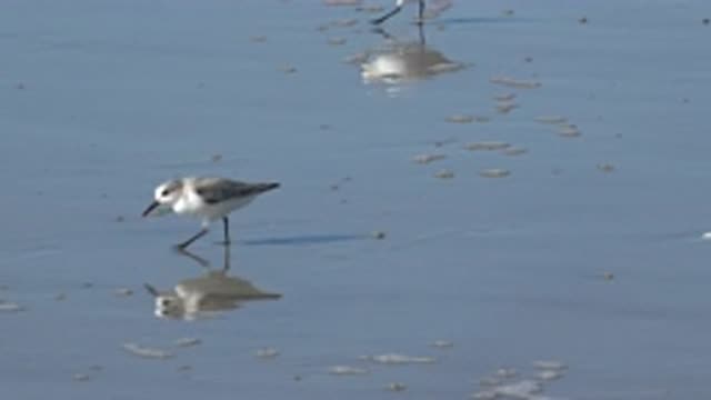 HUNTINGTON BEACH CALIFORNIA-2020: Footage Of Seagull Eating Remains At Shore