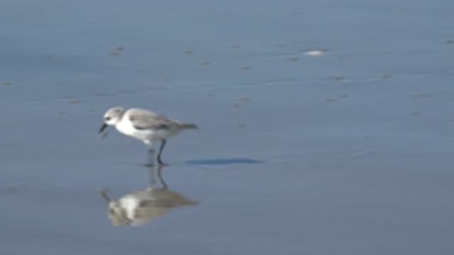 HUNTINGTON BEACH CALIFORNIA-2020: Bird On The Beach On Sunny Day