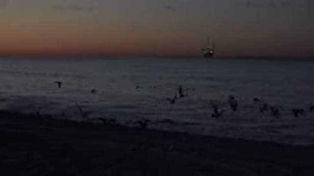 HUNTINGTON BEACH CALIFORNIA-2020: Birds By The Sea Flying Away Fearful Of The