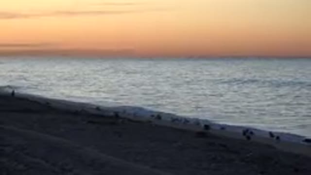 HUNTINGTON BEACH CALIFORNIA-2020: Birds On Deserted Beach Near Shoreline