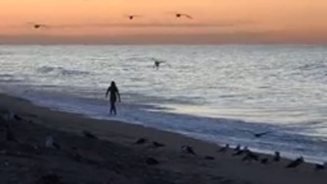 HUNTINGTON BEACH CALIFORNIA-2020: Swarm Of Birds While Walking On The Beach