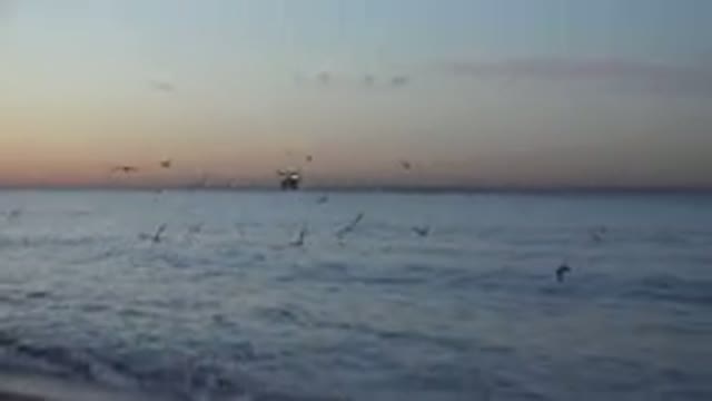 HUNTINGTON BEACH CALIFORNIA-2020: View Of Gold Sunset And Birds Flying Over