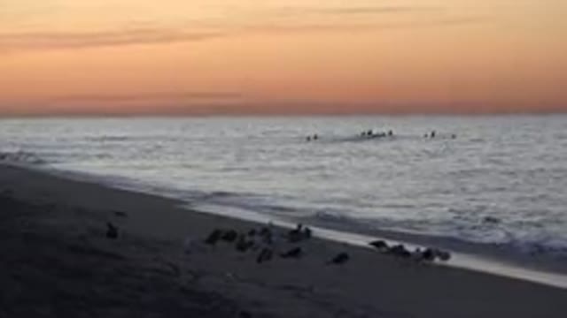 HUNTINGTON BEACH CALIFORNIA-2020: Birds In The Beach In Evening