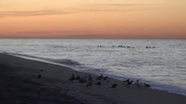 HUNTINGTON BEACH CALIFORNIA-2020: Seagulls On The Beach At Sunset In California