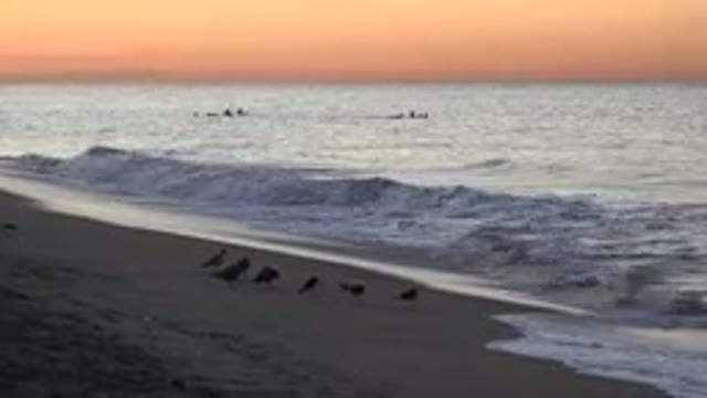 HUNTINGTON BEACH CALIFORNIA-2020: Group Of Seagulls Fly Over The Beach Relaxing
