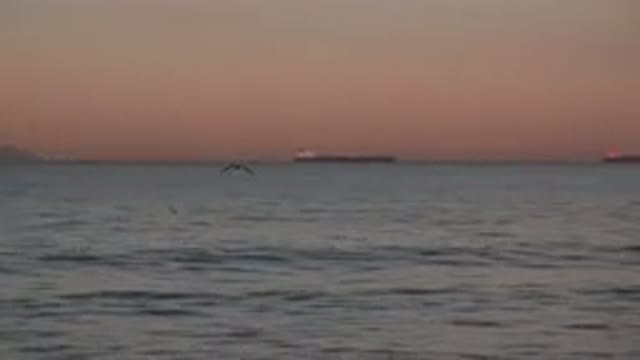 HUNTINGTON BEACH CALIFORNIA-2020: A Bird Flies Above The Sea To Search Food