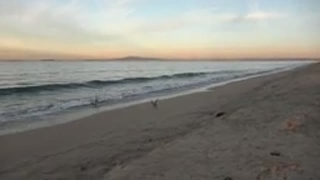 HUNTINGTON BEACH CALIFORNIA-2020: Seagulls Rest On The Shore Of A Beach At Sunset