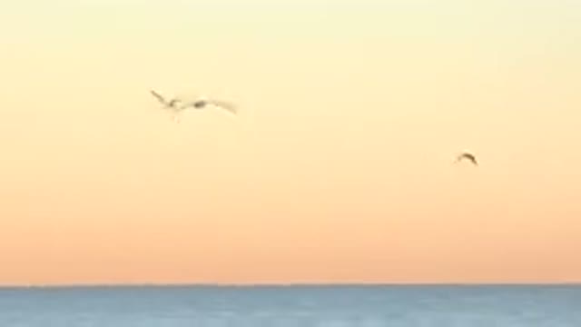 HUNTINGTON BEACH CALIFORNIA-2020: Birds Flying Over The Ocean At Sunset