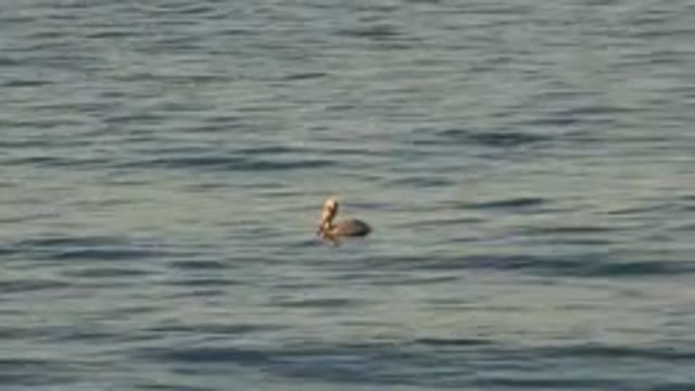 HUNTINGTON BEACH CALIFORNIA-2020: A Beautiful Duck Swimming On A Beautiful And