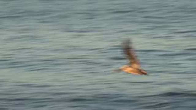 HUNTINGTON BEACH CALIFORNIA-2020: Brown Pelican Flies Near Water Surface On