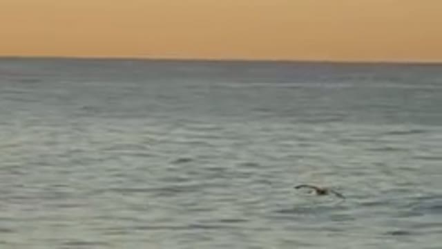 HUNTINGTON BEACH CALIFORNIA-2020: Breathtaking Natural Beauty Serene Life Peace