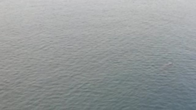 EAST CAPE BAJA CALIFORNIA SUR-2019: A Large Whale Briefly Surfaces In The Calm