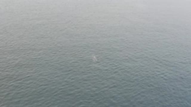 EAST CAPE BAJA CALIFORNIA SUR-2019: Black And White Video Of A Sole Whale At The