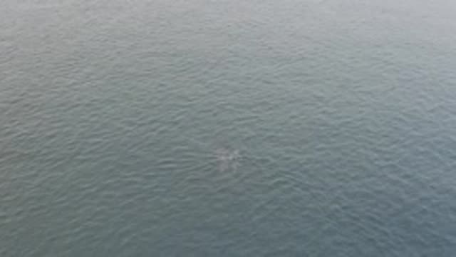 EAST CAPE BAJA CALIFORNIA SUR-2019: Amazing Aerial Footage Of A Whale In East