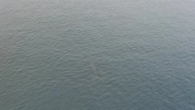 EAST CAPE BAJA CALIFORNIA SUR-2019: A Whale Swimming Freely In Its Habitat