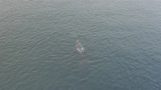 EAST CAPE BAJA CALIFORNIA SUR-2019: Dolphin Swimming In Ocean
