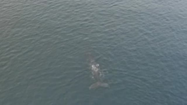 EAST CAPE BAJA CALIFORNIA SUR-2019: Large Whale Next To Her Baby Swim Around The