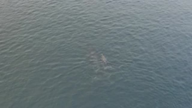 EAST CAPE BAJA CALIFORNIA SUR-2019: Dolphin And Calf In The Underwater Swimming