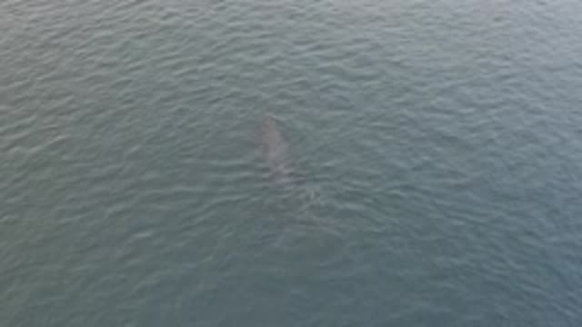 EAST CAPE BAJA CALIFORNIA SUR-2019: A Dolphin Swimming Under Water Comes Up For Air