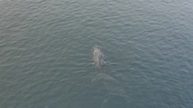 EAST CAPE BAJA CALIFORNIA SUR-2019: A Big Whale Filmed While Surfacing And Then Diving
