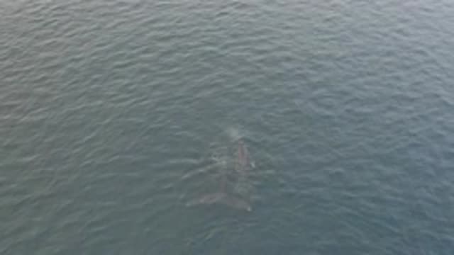 EAST CAPE BAJA CALIFORNIA SUR-2019: Video Showing A Whale In The Ocean Expelling Air