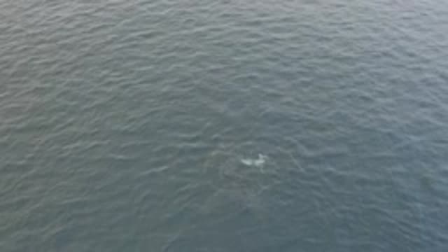 EAST CAPE BAJA CALIFORNIA SUR-2019: Whale Swimming In Ocean
