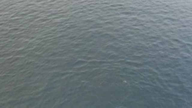 EAST CAPE BAJA CALIFORNIA SUR-2019: Fish Jumping Out of Blue Sea Aerial View