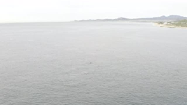 EAST CAPE BAJA CALIFORNIA SUR-2019: Overhead Camera Catches Whale Near The Shore