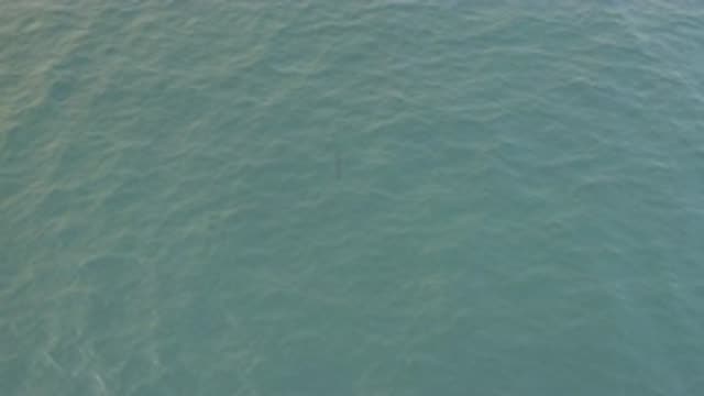 EAST CAPE BAJA CALIFORNIA SUR-2019: Aerial View Of Water And Needlefish Swimming