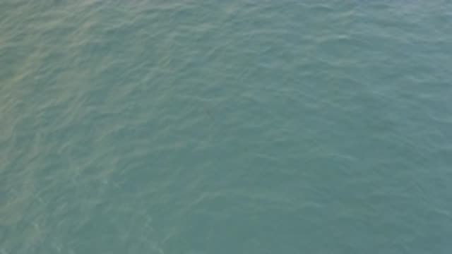 EAST CAPE BAJA CALIFORNIA SUR-2019: Creature Filmed In The Ocean From Above