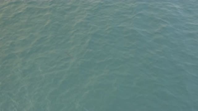 EAST CAPE BAJA CALIFORNIA SUR-2019: A View Of A Fish Swimming In Blue And Choppy Waters