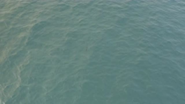 EAST CAPE BAJA CALIFORNIA SUR-2019: A Clean Ocean Is A Joy To Watch