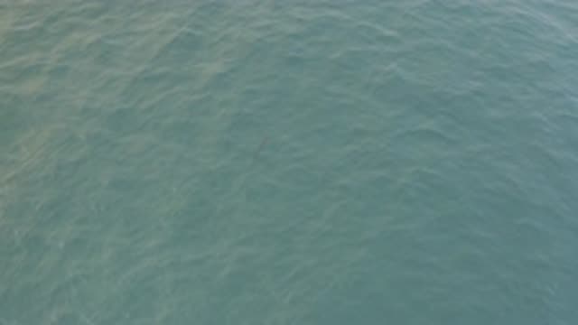 EAST CAPE BAJA CALIFORNIA SUR-2019: Fish Caught From Drone Swimming In The Ocean