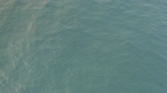EAST CAPE BAJA CALIFORNIA SUR-2019: A Fish in the Very Blue Sea on a Sunny Day