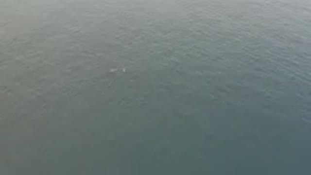 Aerial View of Whale and Calf Swimming