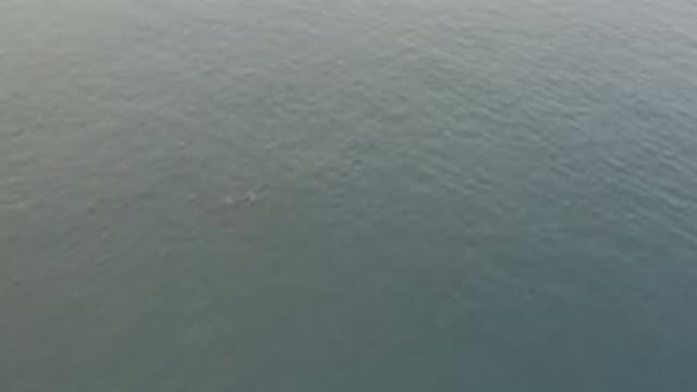 Aerial View Of Whale Swimming In Ocean