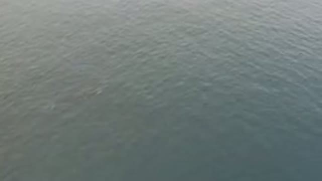 Aerial View Of Calm Ocean Surface With Whale
