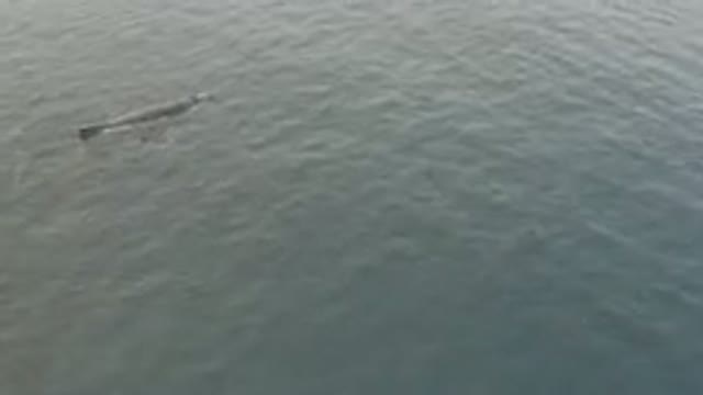 Aerial View Of Whale And Calf Swimming