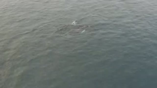 Aerial View Of Whale And Calf Swimming