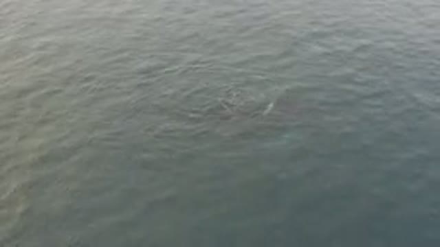 Aerial View Of Whale And Calf Swimming