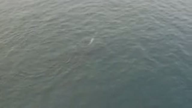 Aerial View Of Whale Swimming In Ocean
