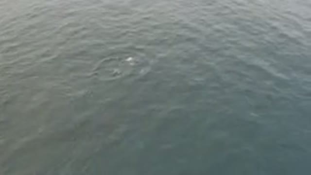 Aerial View Of Whale Breaching Surface