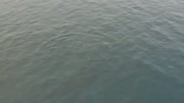 Aerial View of Whale and Calf Swimming