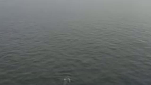 Aerial View of Whale Swimming in Ocean