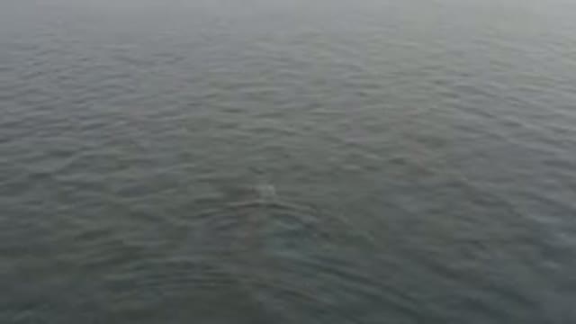 Whale Swimming Beneath Calm Ocean Surface